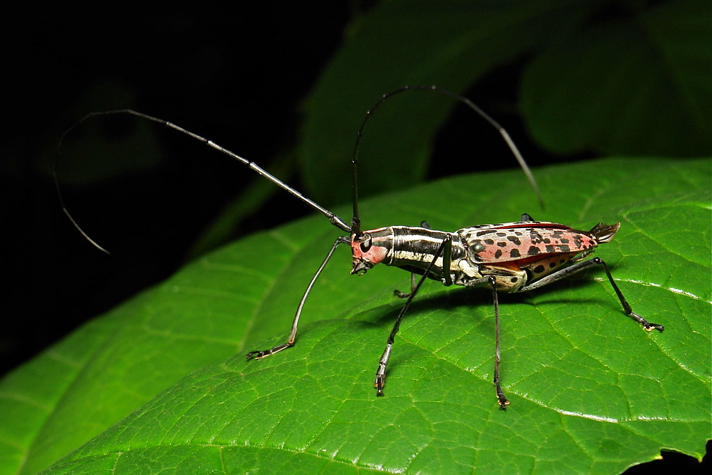 Macrochenus isabellinus